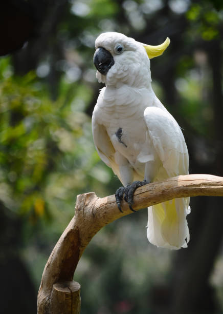 istock Indonesia's Cockatoo 1285185628