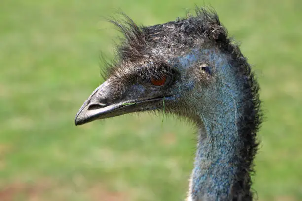 Photo of Emu head