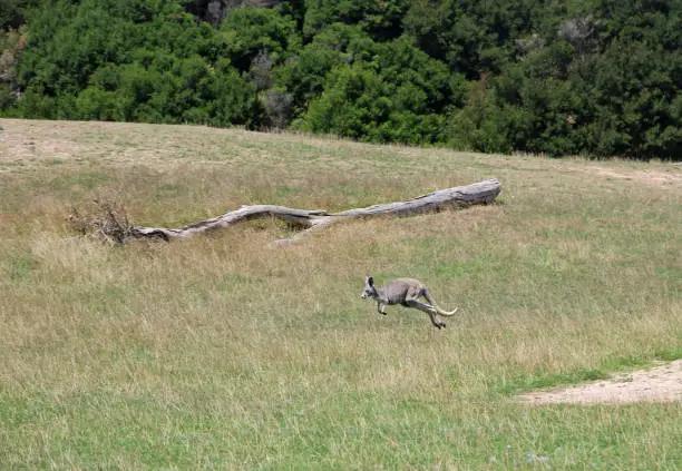 Photo of Jumping Kangaroo