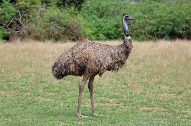 Photo of Emu in profile