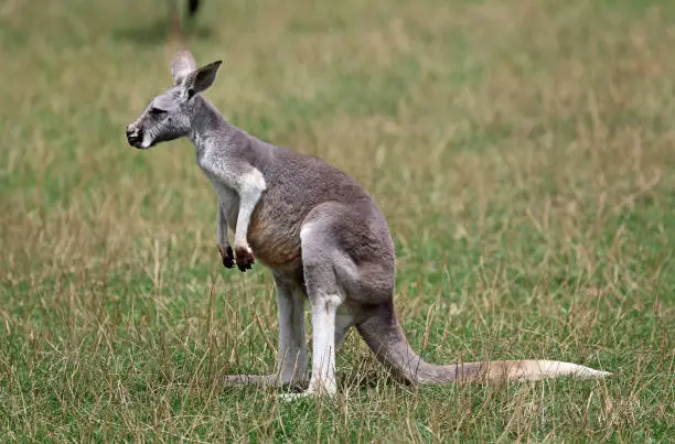 Photo of Female red Kangaroo