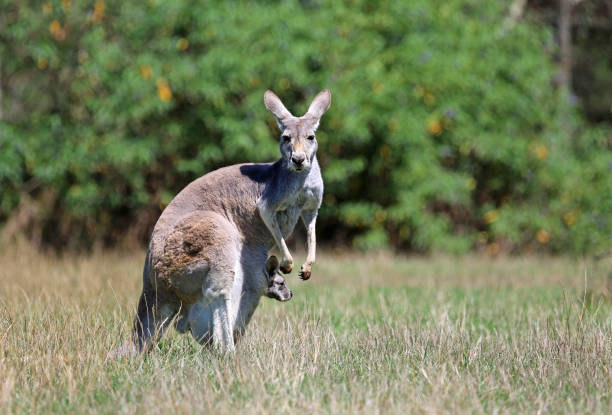 istock Kangaroo mother with a baby 1285185800