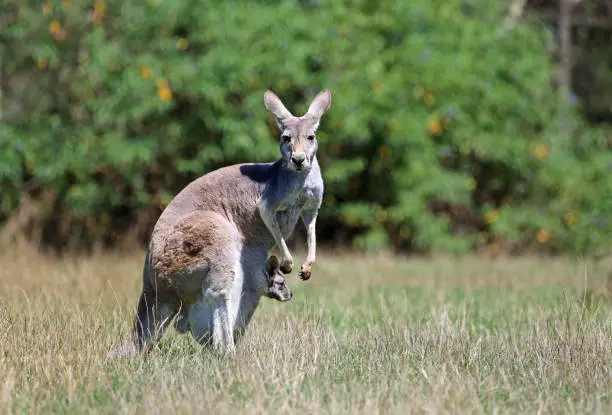 Photo of Kangaroo mother with a baby