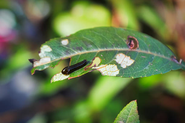 Macro of a pear slug skeletonizing foliage.
