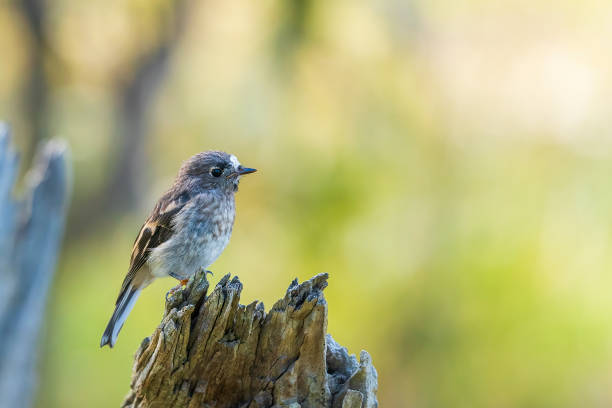 istock A perching juvenile male Scarlet Robin (Petroica boodang). 1285196788