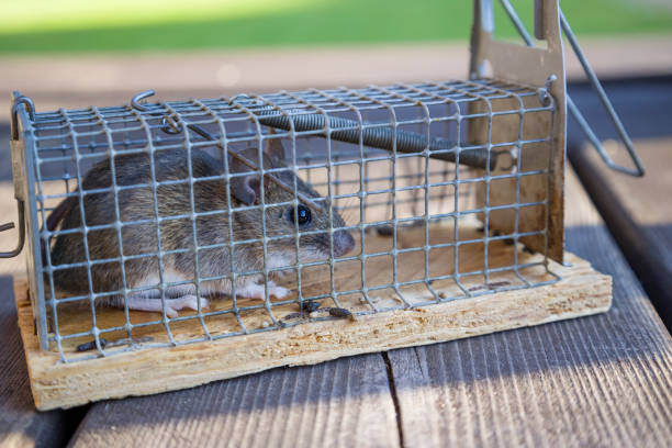 Mouse in mousetrap, rat cage on natural background. Rodent and pest control concept.