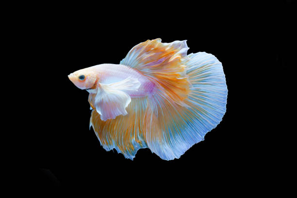 istock moving action of yellow half moon siamese betta fish or dumbo betta splendens fighting fish isolated on black background. 1285199607