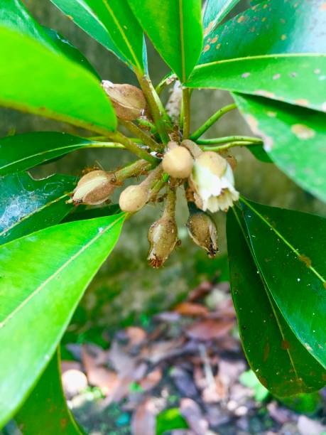istock Small Ants in the Sapodilla Fruit Flower 1285199637