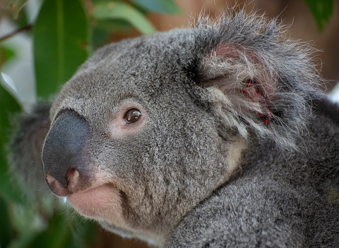 Koala in Werribee open range zoo Victoria Australia