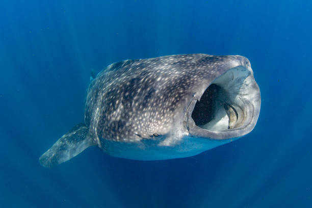 istock Whale Shark swimming in Cancun 1285202228