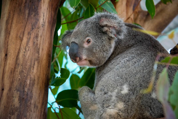 istock A Koala, one of Australia's Prime land animals, in a Eucalyptus tree. 1285202261