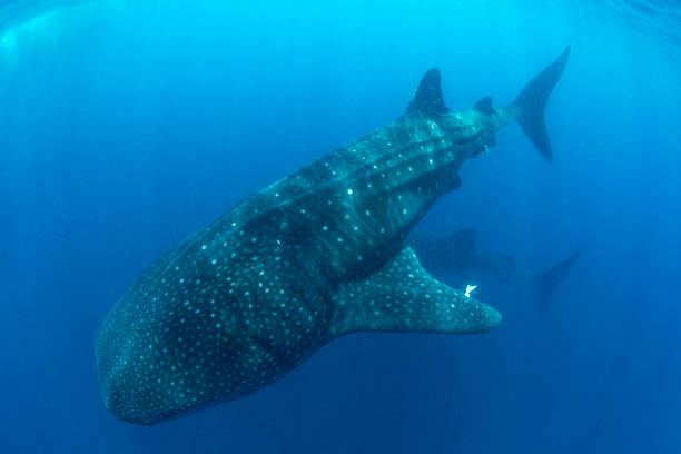 istock Whale Shark swimming in Cancun 1285202283