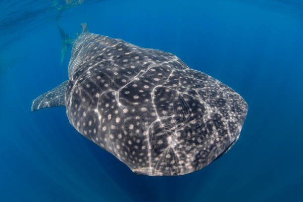 istock Whale Shark swimming in Cancun 1285202313