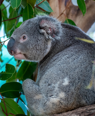 A Koala, one of Australia’s Prime land animals, in a Eucalyptus tree.