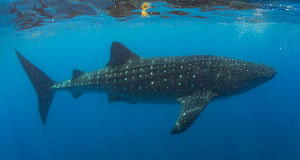 istock Whale Shark swimming in Cancun 1285202618