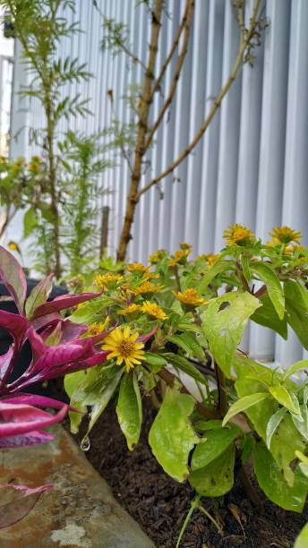 istock Watering mexican marigold flower at afternoon 1285203188