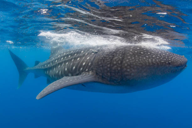 istock Whale Shark swimming in Cancun 1285203204