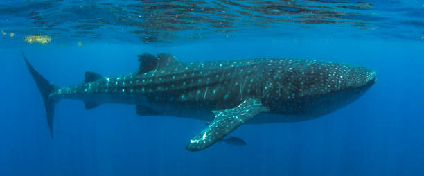 istock Whale Shark swimming in Cancun 1285203310