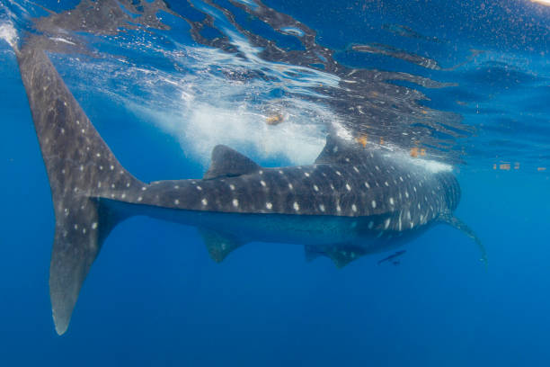 istock Whale Shark swimming in Cancun 1285203511