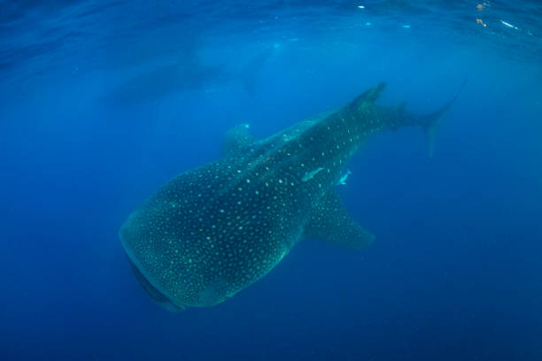 istock Whale Shark swimming in Cancun 1285204089