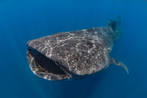 istock Whale Shark swimming in Cancun 1285204186