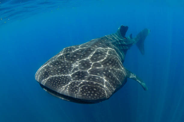 istock Whale Shark swimming in Cancun 1285204188