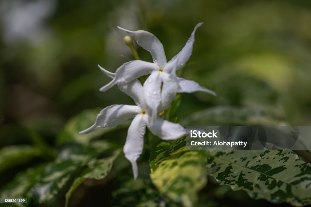 Selective focus Pinwheel Jasmine flower in the garden.Close up white flower and green leaves.(Tabernaemontana orientalis R.Br.) Beauty In Nature Stock Photo