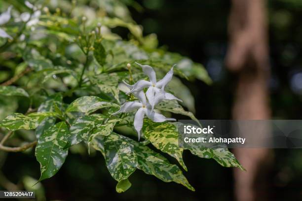 Selective Focus Pinwheel Jasmine Flower In The Gardenclose Up White Flower And Green Leaves Stock Photo - Download Image Now