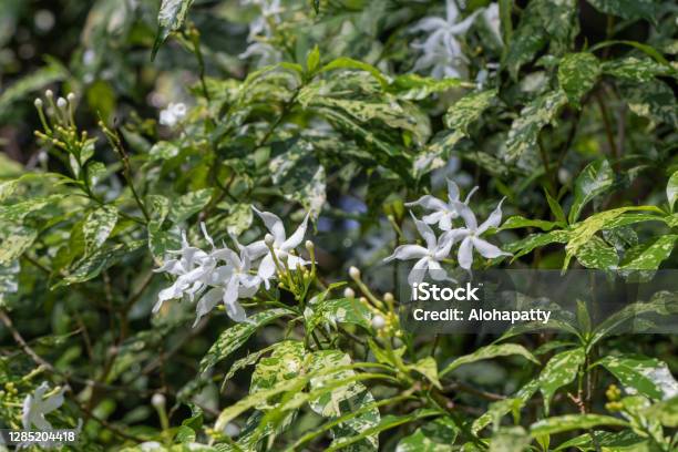 Selective Focus Pinwheel Jasmine Flower In The Gardenclose Up White Flower And Green Leaves Stock Photo - Download Image Now