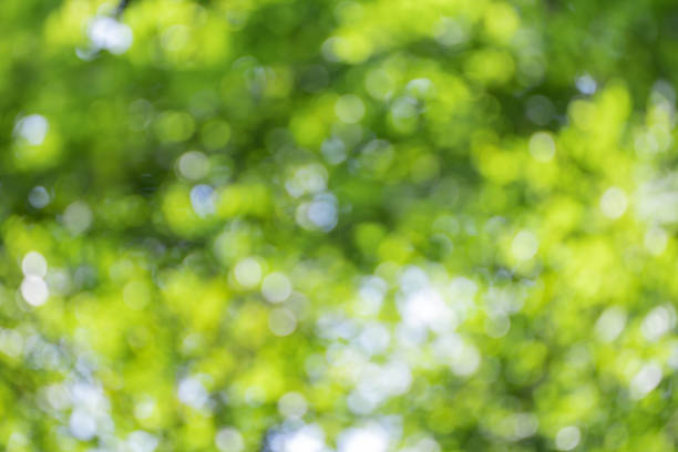 istock Blurry  bokeh in nature background.Green color blurred abstract background. 1285205040