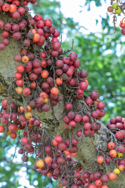 istock The fruit of Ficus Racemos.The common name Fig fruit,cluster fig tree, Indian fig tree or gular fig. 1285205135