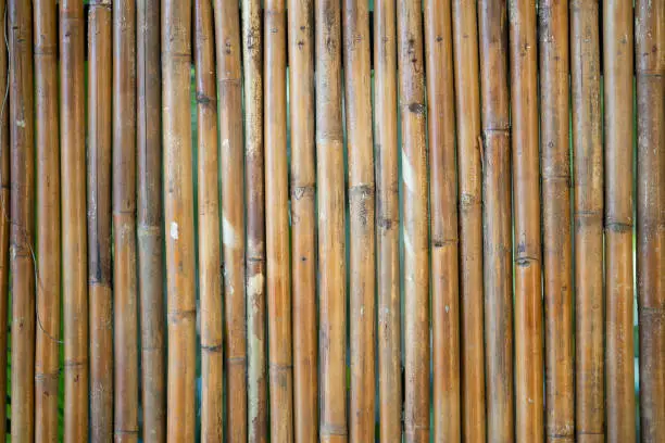 bamboo background