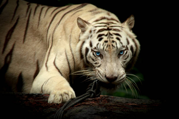 White tiger White tiger is a rare color variant of tiger which can only be found in captivity prowling stock pictures, royalty-free photos & images
