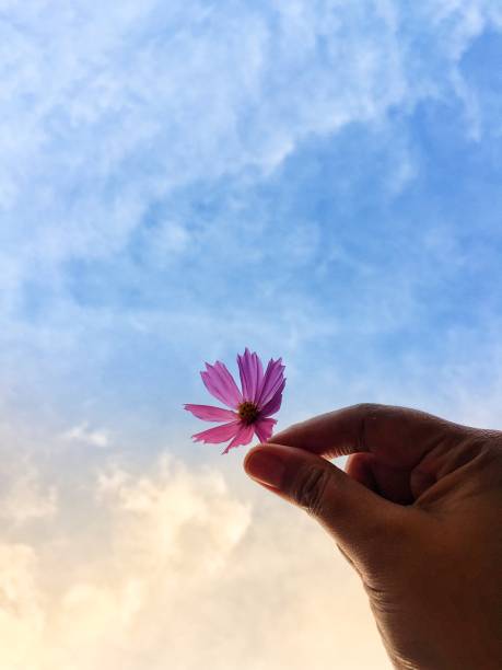 istock Hand holding a cosmos purple flower with blue sky background 1285206071