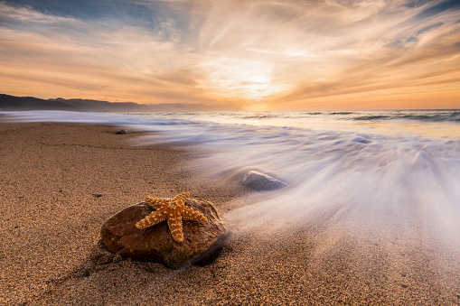 A Starfish is Clinging to rack as an Ocean Wave Rushes to Shore at Sunset