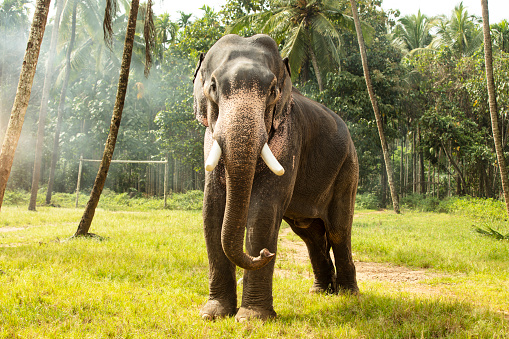 Wild elephant on the green valley. Kerala. India