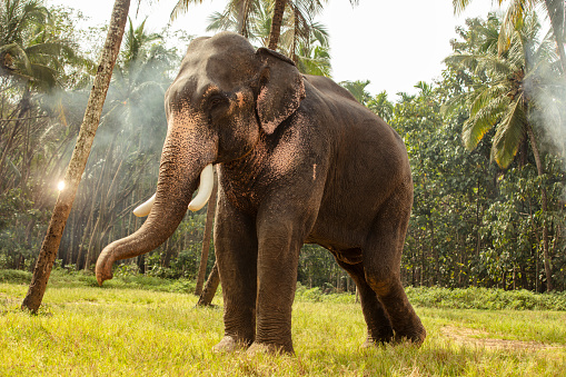 Wild elephant on the green valley. Kerala. India