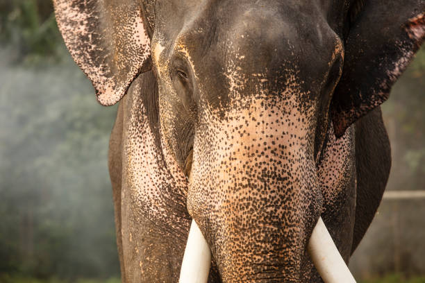 minimalism monochrome animal - Elephant