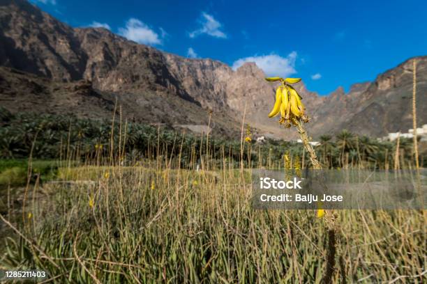 Beauty Of Bilad Sayt Sultanate Of Oman Stock Photo - Download Image Now - Agricultural Field, Ancient, Beauty In Nature
