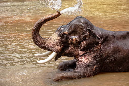 Phuket,Thailand-January ,03: Elephants being bathed by their caretakers and tourists at Phuket elephant sanctuary