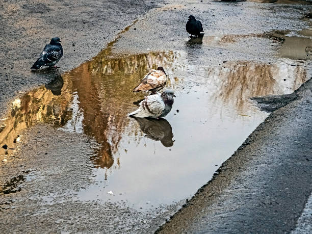 istock city pigeons bathe in an autumn puddle 1285213702
