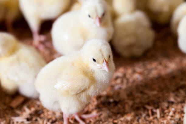 istock chicken chicks at a poultry farm 1285216669