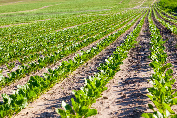 istock sugar beet in the agricultural field 1285216686
