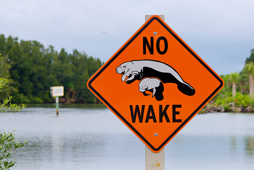 A “No Wake” sign in Florida with the image of a female manatee and its calf warns boaters to remain at speeds that do not cause a wake.