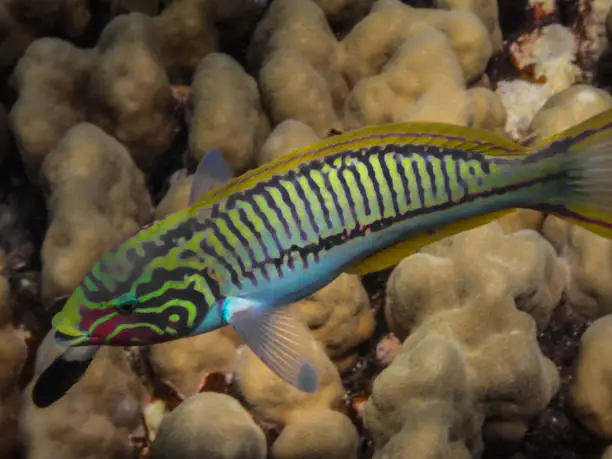 redsea junker fish swims in front of the camera while diving