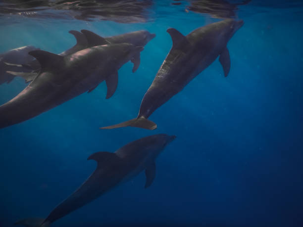 istock spinner dolphins swim near the surface in the red sea 1285216836