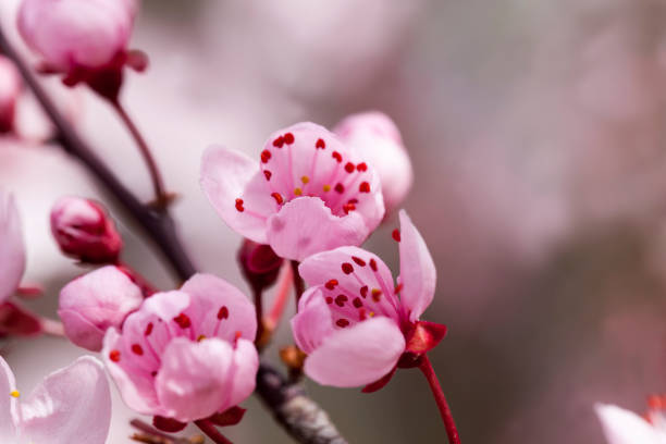 istock small beautiful blooming red cherry flowers 1285217024