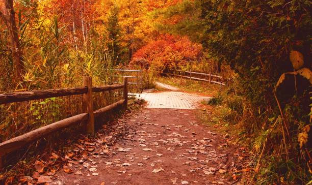 istock Autumn Foliage in Daylight 1285217067