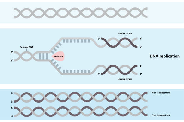 DNA replication diagram DNA replication diagram, leading and lagging strands, molecular biology, linear DNA molecules dna ligase stock illustrations