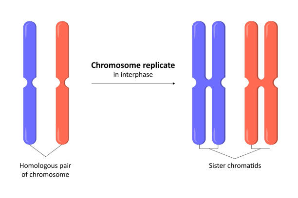 Step of chromosome replicate in interphase Step of chromosome replicate in interphase, molecular biology dna ligase stock illustrations